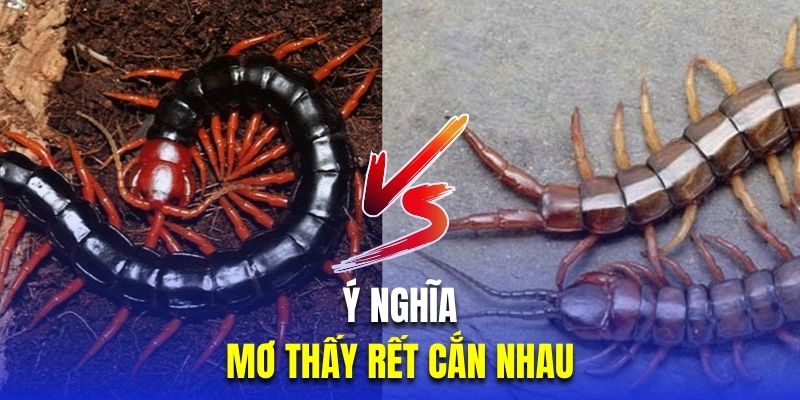 Ý nghĩa khi mơ thấy rết cắn nhau